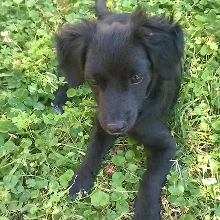Bassari *