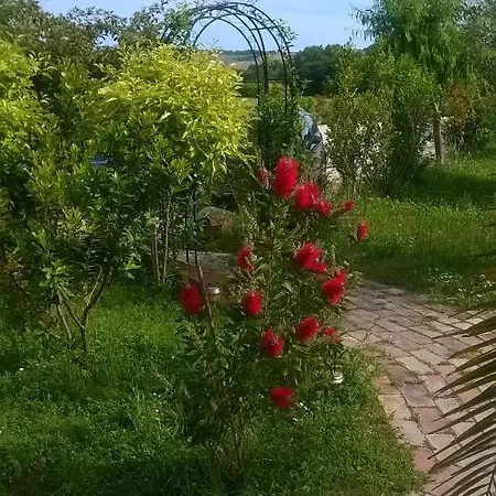 Bassari
