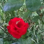 Bassari