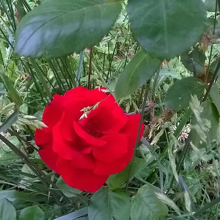 Bio Bassari