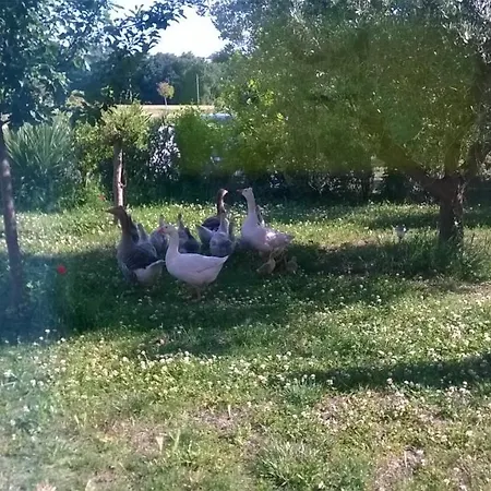 Bio Bassari Recanati
