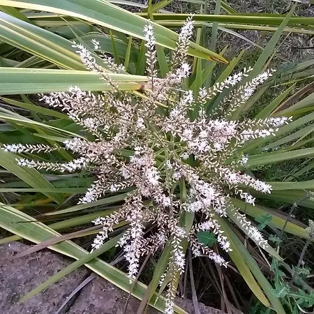 Bio Bassari *
